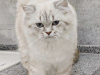 1.5 yaşında british longhair ücretsiz