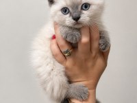 2 Aylık Scottish ve British Blue Point Yavrular