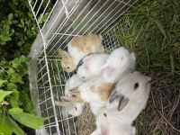 Pırıl pırıl 20 günlük bebek tavşanlar