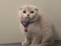Özel renk scottish fold lilac renk anatomi harikası