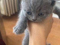 scottish fold yavru