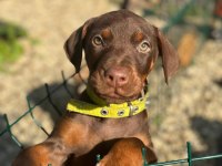 kahverengi doberman bebekleri