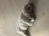 3 aylık maltipoo tuvalet eğitimi var