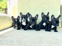 A kalite french bulldog bebekler