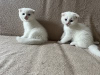 Boncuk gözlü bebek kedilerim