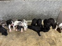 Safkan Danua Bebekler Rezerveye Açıktır