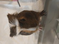 Ücretsiz sahiplendirilecek guinea pig