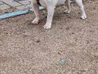 EGZOTİK İNGİLİZ BULLDOG DİŞİ