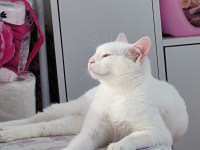2 yaşında kısır Ankara kedisi