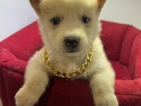 TESLİME HAZIR HUSKY BEBEKLER