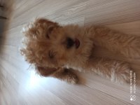 ERKEK MALTİPOO 4 AYLIK