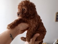 Safkan Red Brown Toy Poodle Yavrular Üst Kalite