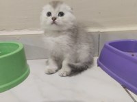 Sahibinden scottish fold