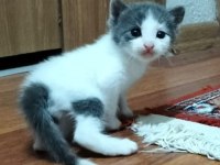 Birbirinden sevimli yavru kedilere yuva olmak ister misiniz?