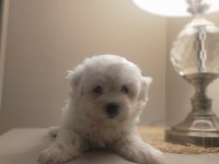 Ev Doğumu Sıfır Numara Maltese Terrier Yavrular