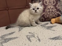 KOCA KAFA BRİTİSH YAVRULARIMIZ AA KALITE SAFKANDIR