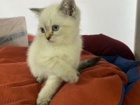 YAVRU BRİTİSH SHORTHAİR KEDİLER