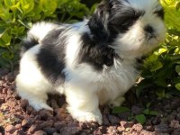 Irk ve Sağlık Garantili Shih-Tzu Yavrular