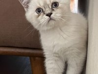 OYUNCU SEVECEN VE MİNNAK BRİTİSH SHORTHAİR