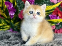 15 Adet Gold Orjinal British Shorthair Yavrular