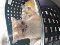 British shorthair kedilerimiz evcimen oyuncudur