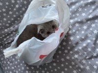 6 aylık dişi oyun delisi scottish fold