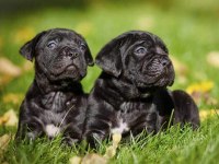 cane corso black köpekler