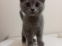 British shorthair iki aylık yavru