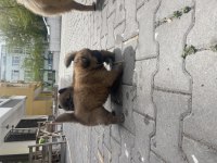 Ccow chow pomeranian boo ile takas düşünebilirim