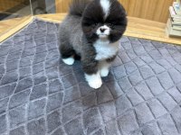 Pomeranian Boo Dişi Ve Erkek