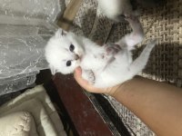 20 günlük yavru kediler