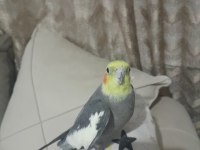 A kalite sultan papağanı