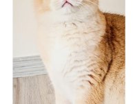 British shorthair erkek ny12 sahiplendiriyoruz
