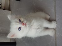 British longhair golden point
