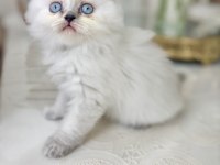 Bluepoint British Longhair