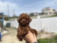 Kore ve toy poodle bebekler