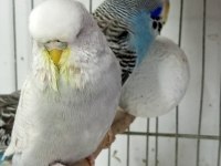 Jumbo muhabbet kuşu 2 aylık maviş gri beyaz