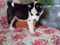 2 aylık dişi husky
