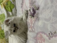 Karbeyazı british longhair oğlumuz