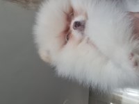 Show kalite pomeranian boo