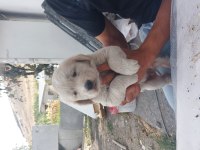 Golden retriever bebek