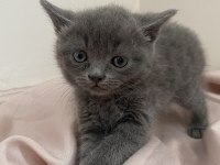 British Shorthair Erkek