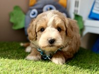 Maltipoo ruhsatlı çiftlikten garantili yavrular