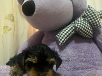 0 numara yorkshire terrier erkek yavru
