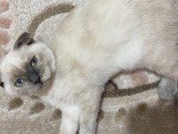 Scottish fold blue point