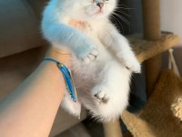 British shorthair silver ns1133
