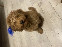 Toy poodle 3,5 aylık
