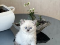 BONCUK GÖZLÜ BLUE POİNT BRİTİSH SHORTHAİR YAVRUM