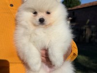 Kartopu Gibi Ayıcık Pomeranian Boo