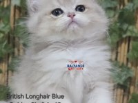 Safkan Blue Golden British Longhair Yavru
